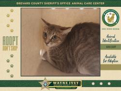 Shelter Stray Unknown Cat last seen Near N Carpenter Road, TITUSVILLE, FL, 32796, 5100 W Eau Gallie Blvd, Melbourne, FL 32934, USA
