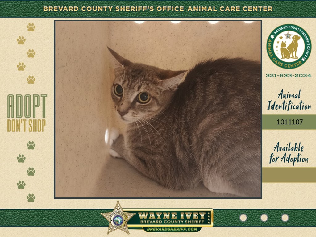 Shelter Stray Unknown Cat last seen Near N Carpenter Road, TITUSVILLE, FL, 32796, 5100 W Eau Gallie Blvd, Melbourne, FL 32934, USA