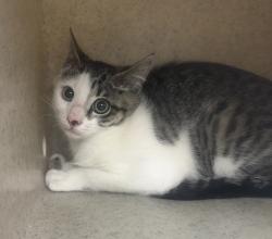 Shelter Stray Unknown Cat last seen Apt 163,5307 NE Sate Highway 303, Bremerton, WA, 98311, 9167 Dickey Rd NW, Silverdale, WA 98383, USA