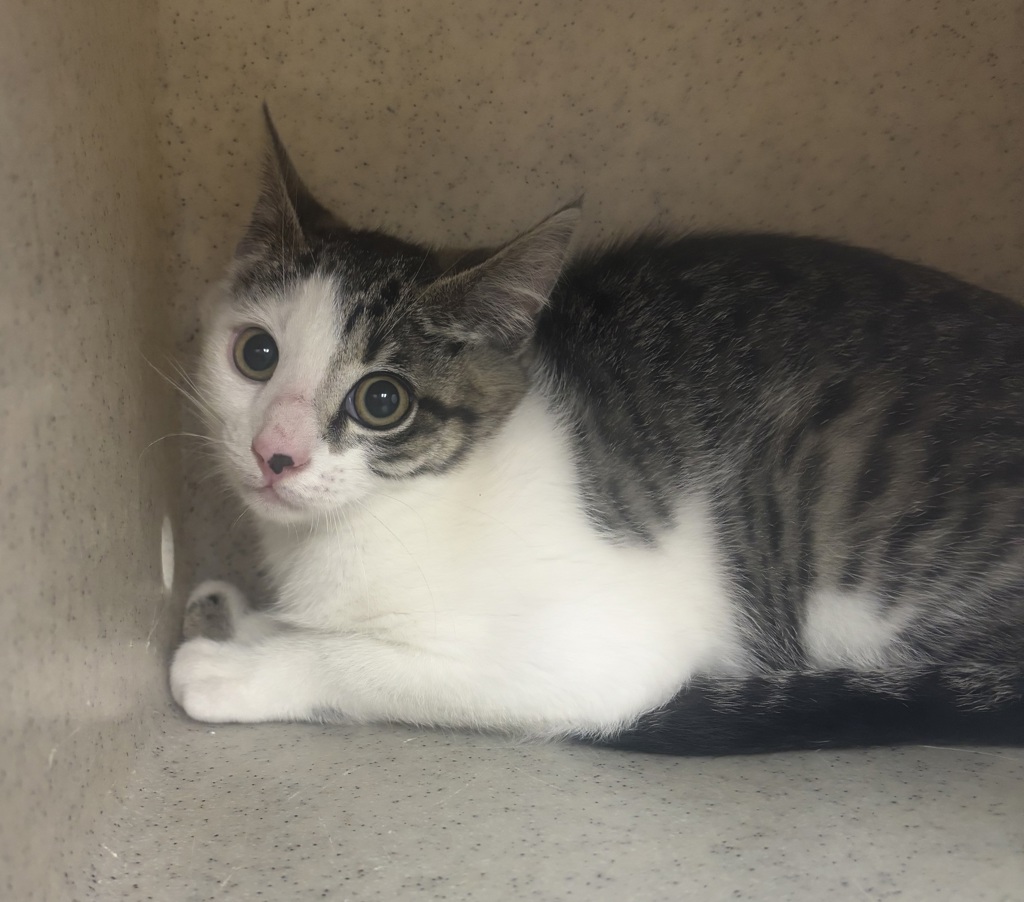 Shelter Stray Unknown Cat last seen Apt 163,5307 NE Sate Highway 303, Bremerton, WA, 98311, 9167 Dickey Rd NW, Silverdale, WA 98383, USA