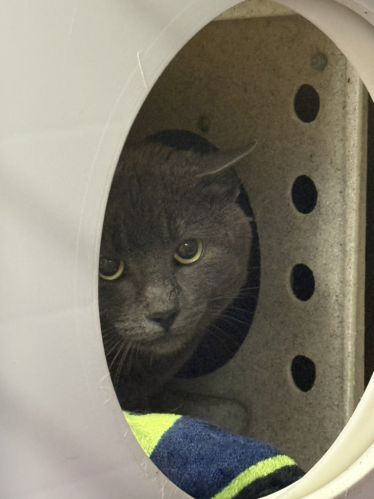 Shelter Stray Unknown Cat last seen Unknown found location, SILVERDALE, WA, 98383, 9167 Dickey Rd NW, Silverdale, WA 98383, USA
