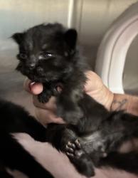 Shelter Stray Female Cat last seen Harlow Drive, BREMERTON, WA, 98312, 9167 Dickey Rd NW, Silverdale, WA 98383, USA