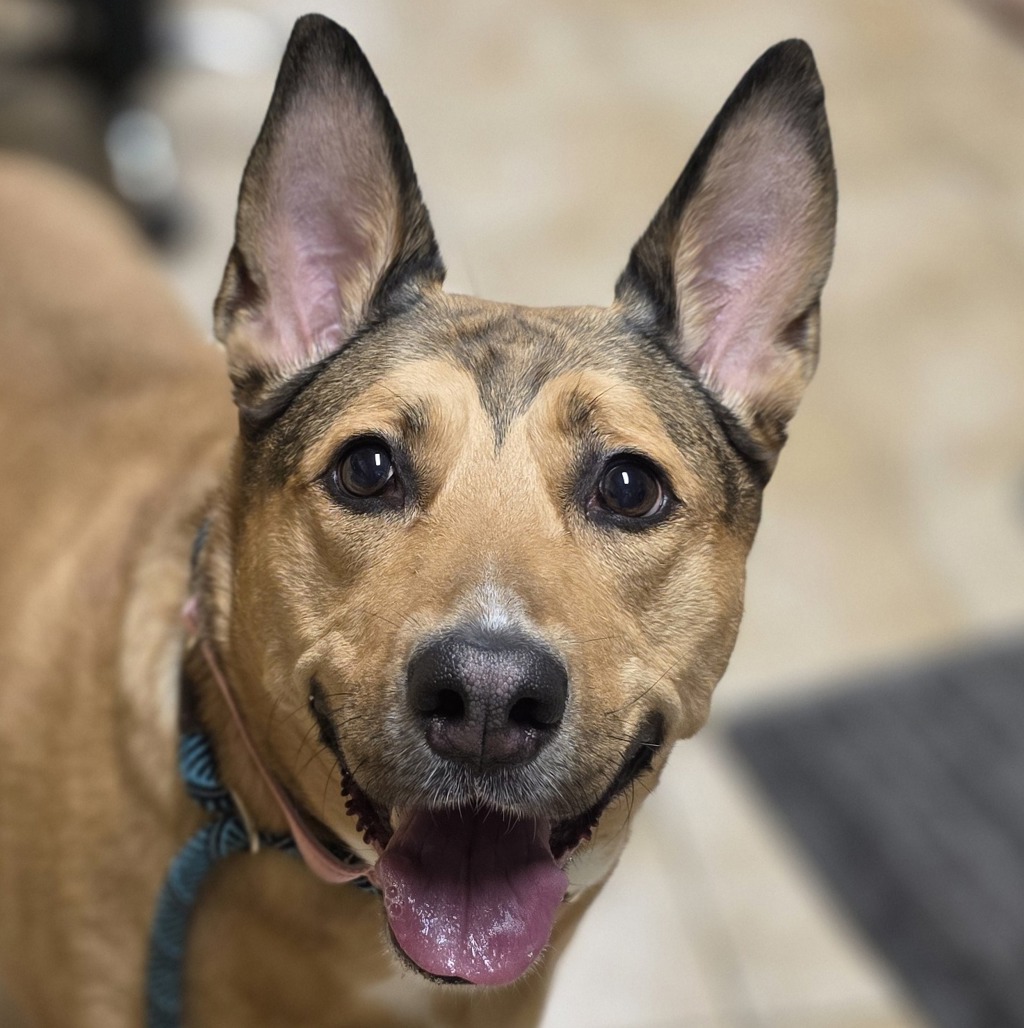 Shelter Stray Female Dog last seen ne hancock & ne 14th, OR, 1700 W Historic Columbia River Hwy, Troutdale, OR 97060, USA