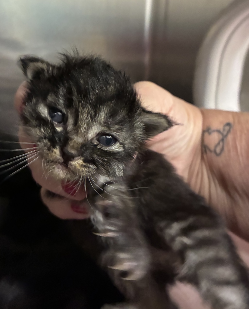 Shelter Stray Male Cat last seen Harlow Drive, BREMERTON, WA, 98312, 9167 Dickey Rd NW, Silverdale, WA 98383, USA
