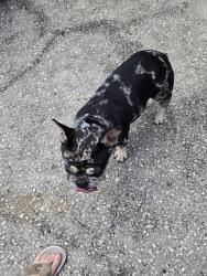 Found/Stray Female Dog last seen Imperial Palm Drive  and Palm Beach Drive, Apopka, FL 32712