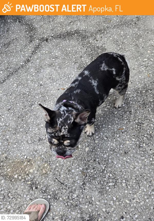 Found/Stray Female Dog last seen Imperial Palm Drive  and Palm Beach Drive, Apopka, FL 32712