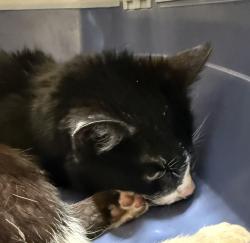 Shelter Stray Female Cat last seen gertz/levee, OR, 1700 W Historic Columbia River Hwy, Troutdale, OR 97060, USA