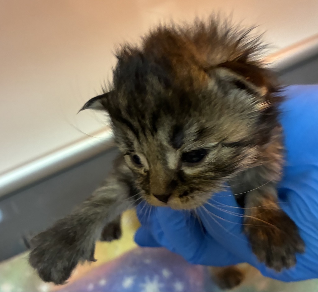 Shelter Stray Unknown Cat last seen Harlow Drive, BREMERTON, WA, 98312, 9167 Dickey Rd NW, Silverdale, WA 98383, USA