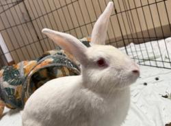 Shelter Stray Female Rabbit last seen FLUSHING, NY, 11354, 326 E 110th St, New York, NY 10029, USA