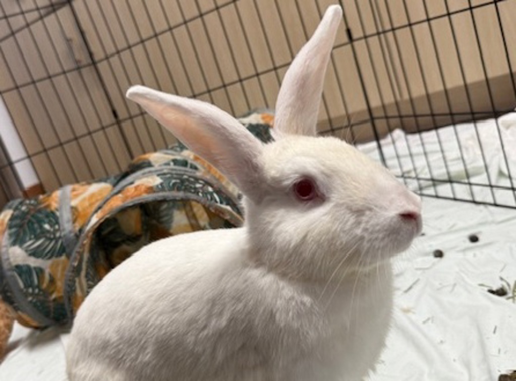 Shelter Stray Female Rabbit last seen FLUSHING, NY, 11354, 326 E 110th St, New York, NY 10029, USA