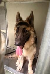 Shelter Stray Male Dog last seen Beulah Road / Hopkins Road, North Chesterfield, VA, 23237, 9300 Public Works Rd, Chesterfield, VA 23832, USA