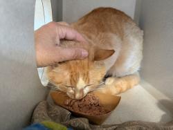 Shelter Stray Male Cat last seen Near Crotona Parkway, BRONX, NY, 10460, 326 E 110th St, New York, NY 10029, USA