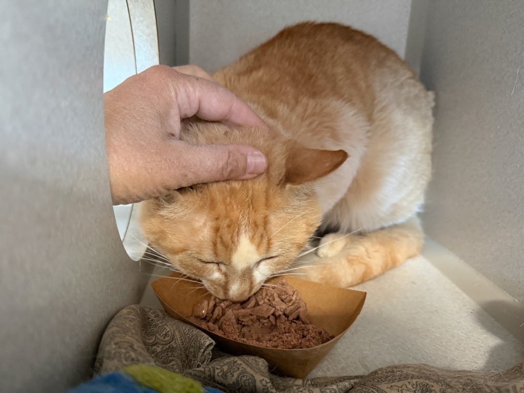 Shelter Stray Male Cat last seen Near Crotona Parkway, BRONX, NY, 10460, 326 E 110th St, New York, NY 10029, USA