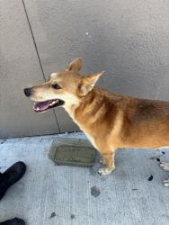 Found/Stray Unknown Dog last seen Dollar tree on peck , El Monte, CA 91732