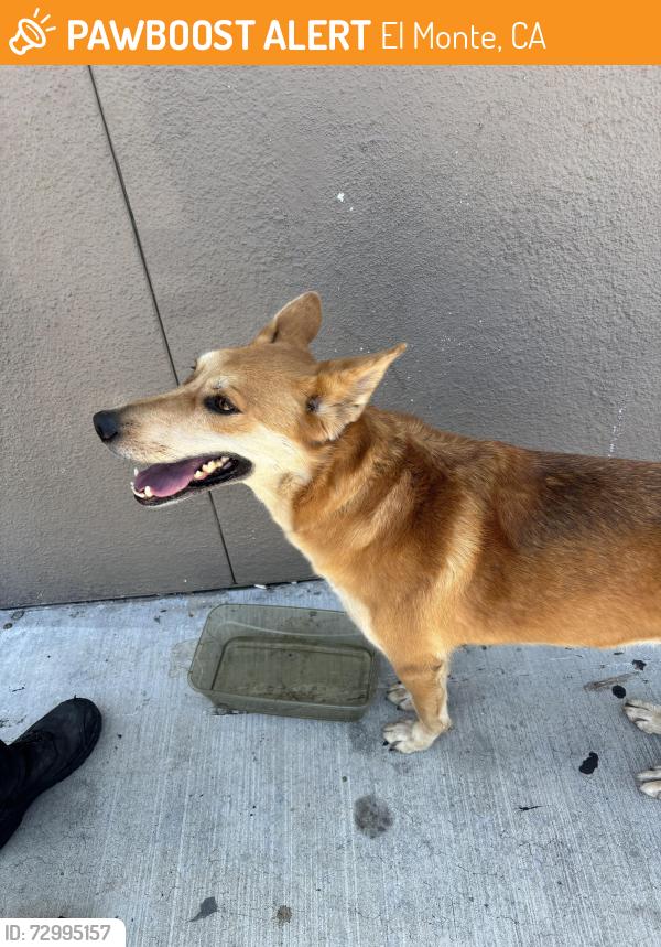 Found/Stray Unknown Dog last seen Dollar tree on peck , El Monte, CA 91732