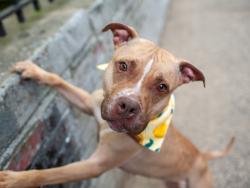 Shelter Stray Female Dog last seen Near E 214 Street, BRONX, NY, 10467, 326 E 110th St, New York, NY 10029, USA