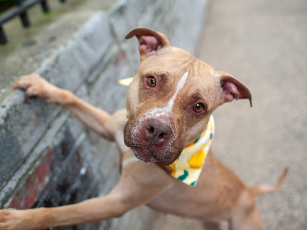 Shelter Stray Female Dog last seen Near E 214 Street, BRONX, NY, 10467, 326 E 110th St, New York, NY 10029, USA