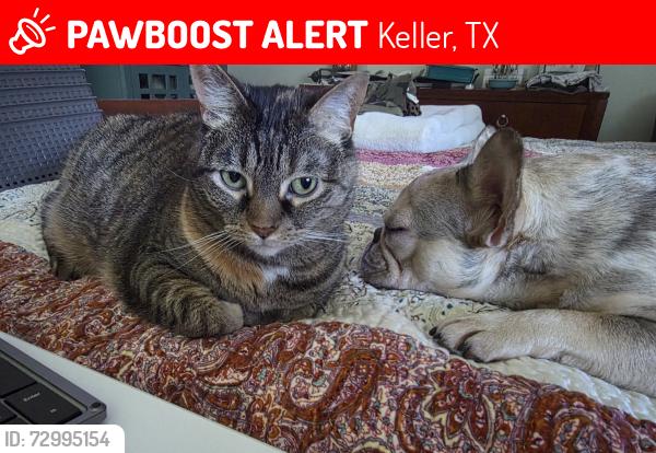 Lost Female Cat last seen Near Misty Oak Lane, Keller, TX 76248 , Keller, TX 76248