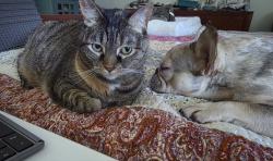 Lost Female Cat last seen Near Misty Oak Lane, Keller, TX 76248 , Keller, TX 76248