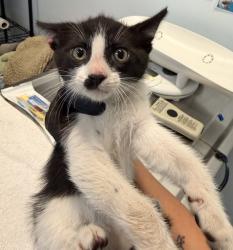 Shelter Stray Male Cat last seen Near Dawson Avenue, San Diego, CA, 92115, 5500 Gaines St, San Diego, CA 92110, USA
