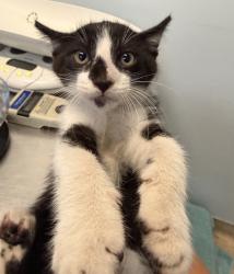 Shelter Stray Male Cat last seen Near Dawson Avenue, San Diego, CA, 92115, 5500 Gaines St, San Diego, CA 92110, USA