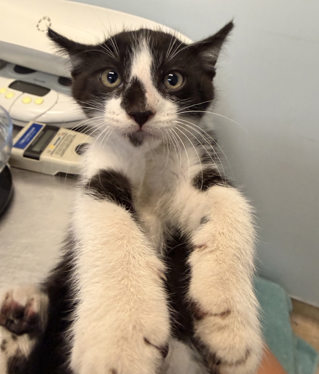 Shelter Stray Male Cat last seen Near Dawson Avenue, San Diego, CA, 92115, 5500 Gaines St, San Diego, CA 92110, USA