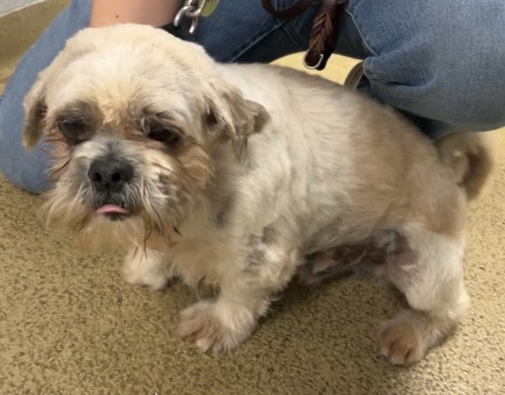 Shelter Stray Male Dog last seen Near Ball Park Way, Pauma Valley, CA, 92061, Escondido, CA 92027, USA