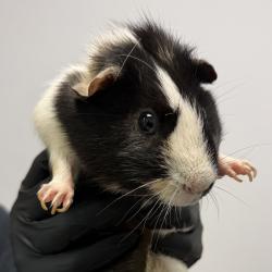Shelter Stray Male Other last seen abandoned at Nursery, San Diego, CA, 92110, 5500 Gaines St, San Diego, CA 92110, USA