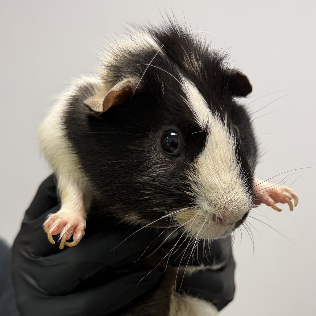 Shelter Stray Male Other last seen abandoned at Nursery, San Diego, CA, 92110, 5500 Gaines St, San Diego, CA 92110, USA