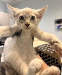 Shelter Stray Male Cat last seen Near 44th Street, San Diego, CA, 92105, 5500 Gaines St, San Diego, CA 92110, USA