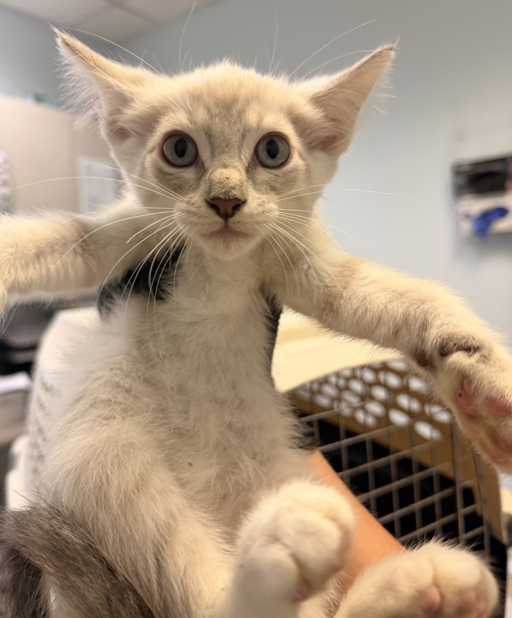 Shelter Stray Male Cat last seen Near 44th Street, San Diego, CA, 92105, 5500 Gaines St, San Diego, CA 92110, USA