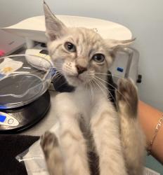 Shelter Stray Unknown Cat last seen Near 44th Street, San Diego, CA, 92105, 5500 Gaines St, San Diego, CA 92110, USA
