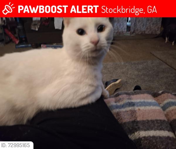 Lost Male Cat last seen Lakeview Drive, Stockbridge, GA 30281