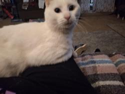 Lost Male Cat last seen Lakeview Drive, Stockbridge, GA 30281