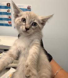 Shelter Stray Female Cat last seen Near 44th Street, San Diego, CA, 92105, 5500 Gaines St, San Diego, CA 92110, USA