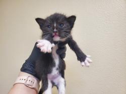 Shelter Stray Male Cat last seen Near Pollyanna Terrace, Vista, CA, 92083, Oceanside, CA 92058, USA