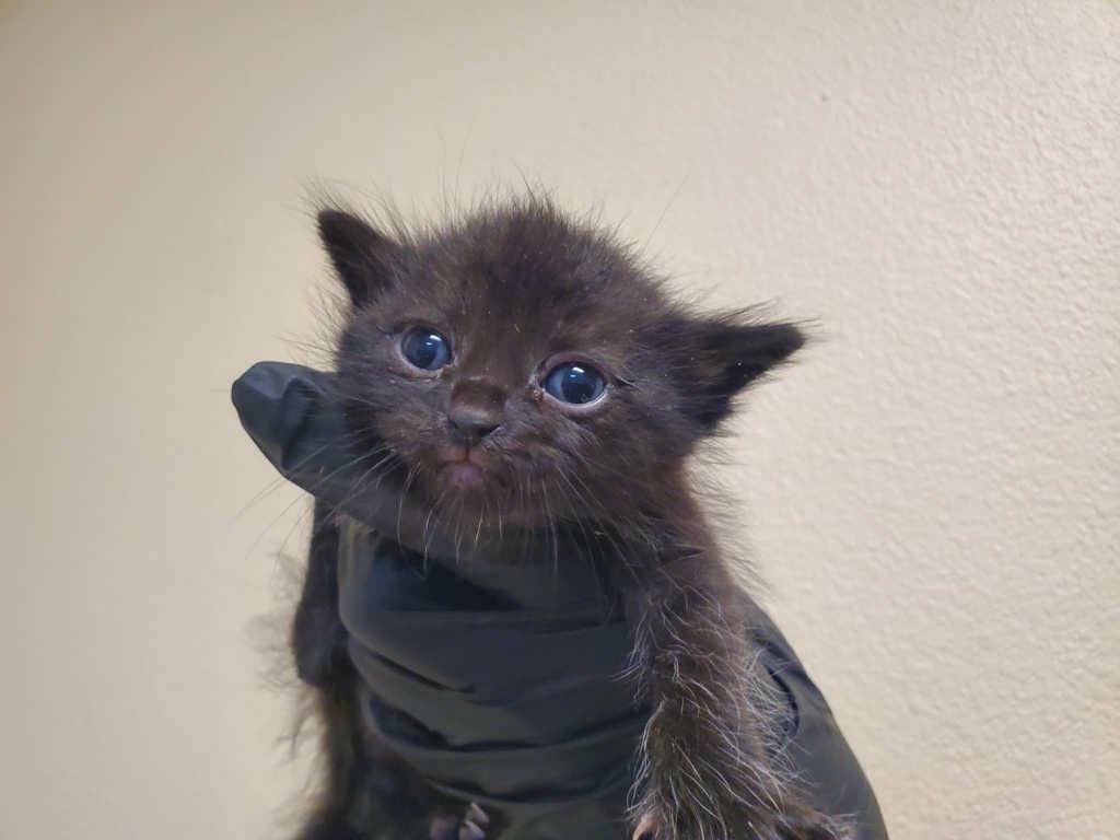 Shelter Stray Male Cat last seen Near Pollyanna Terrace, Vista, CA, 92083, Oceanside, CA 92058, USA
