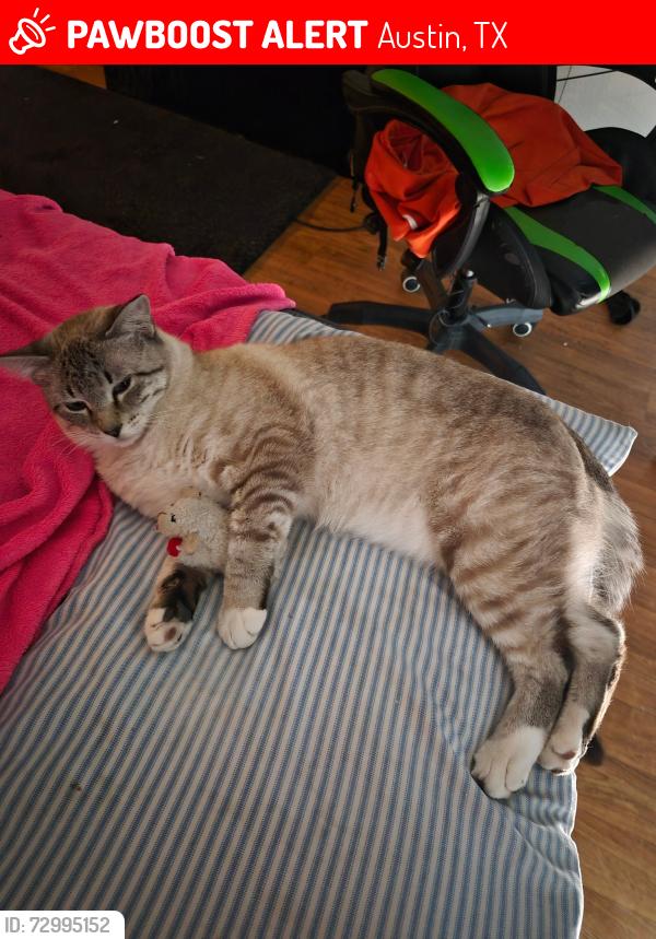 Lost Male Cat last seen East Riverside Drive, Austin, TX 78741