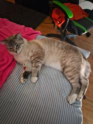 Lost Male Cat last seen East Riverside Drive, Austin, TX 78741