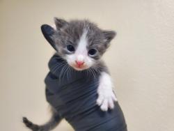 Shelter Stray Male Cat last seen Near Pollyanna Terrace, Vista, CA, 92083, Oceanside, CA 92058, USA