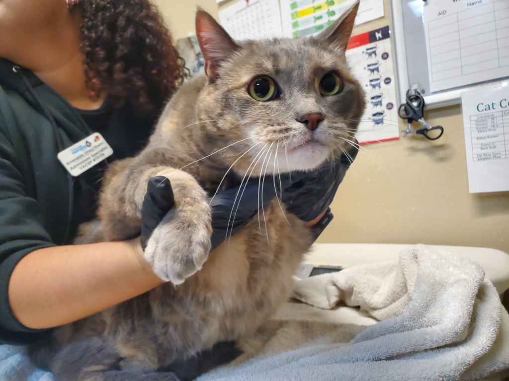 Shelter Stray Female Cat last seen Brought in by sister - pls see notes, Oceanside, CA, 92057, Oceanside, CA 92058, USA