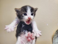 Shelter Stray Male Cat last seen Near Pollyanna Terrace, Vista, CA, 92083, Oceanside, CA 92058, USA