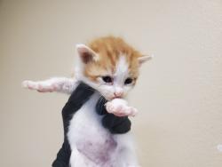 Shelter Stray Male Cat last seen Near Pollyanna Terrace, Vista, CA, 92083, Oceanside, CA 92058, USA