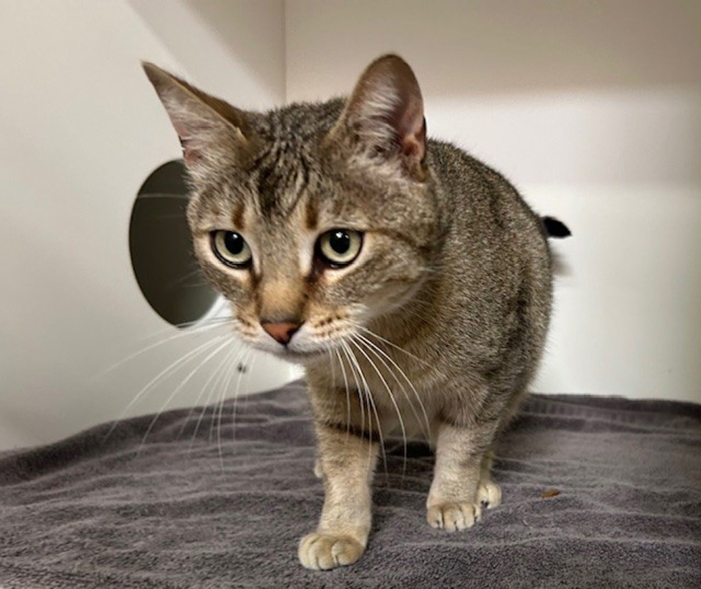 Shelter Stray Male Cat last seen Near Newport Street, Oceanside, CA, 92058, Oceanside, CA 92058, USA