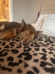 Reunited Female Dog last seen Oppe elementary , Galveston, TX 77551