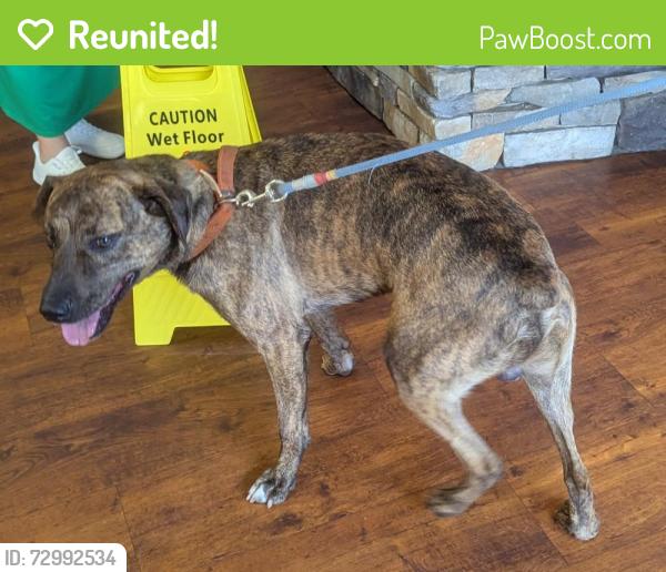Reunited Male Dog last seen Gap Creek Rd. and Rhodes Ln., Marietta, SC 29661
