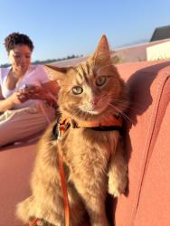 Lost Male Cat last seen Los Angeles Historic Park, Los Angeles, CA 90012