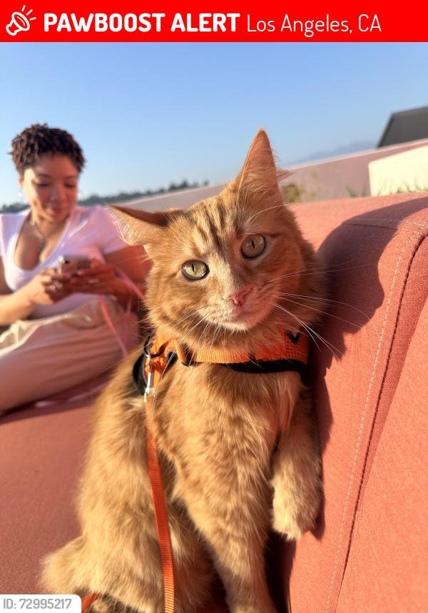 Lost Male Cat last seen Los Angeles Historic Park, Los Angeles, CA 90012