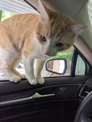 Found/Stray Male Cat last seen Walton Ct , Kingsport, TN 37663