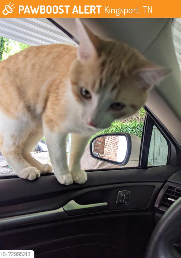 Found/Stray Male Cat last seen Walton Ct , Kingsport, TN 37663
